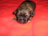 Achilleus is two weeks old 2