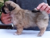 Tibetan spaniel male puppy Memory 5 weeks Pic 5