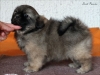 Tibetan spaniel puppy boy Dark Passion 1/5