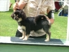 Dog show in puppy class