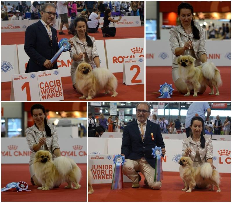 Milano World Dog Show 2015 WIN