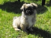 Zora tibetan spaniel puppy 3 months old 1