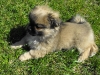 Zora tibetan spaniel puppy 3 months old 2