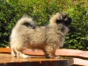 Zora tibetan spaniel puppy 3 months old 3