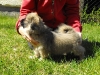 Zora tibetan spaniel puppy 3 months old 5